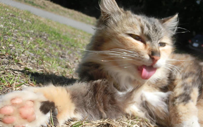 猫舌はネコだけじゃない 犬も含めて動物全般が猫舌 目的ネット